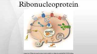 Ribonucleoprotein [upl. by Hau139]