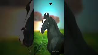 Subscribe now black horse ke liye [upl. by Haseena]