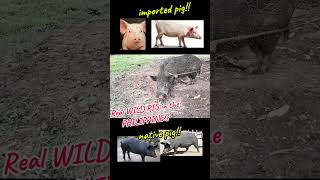 Wild pig baboy ramo  difference from normal pig [upl. by Ciredor39]