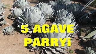 AGAVE GALLERY 5 Agave parryi [upl. by Brantley]