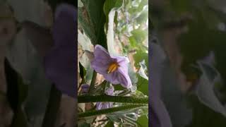 HETEROSTYLY IN BRINJAL FLOWERS  VEGETABLES  HORTICULTURE  AGRICULTURAL SCIENCE [upl. by Gnouhk981]