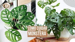 Como cuidar de uma Monstera Obliqua X Adansonii  Marieli Mallmann [upl. by Attenaej]