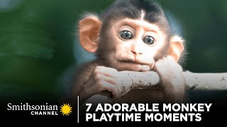 7 Adorable Monkey Playtime Moments 🐒 Monkey Island  Smithsonian Channel [upl. by Annauqahs]