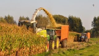 Loonwerk Van Holderbeke  Claas Jaguar 900 Speedstar [upl. by See969]