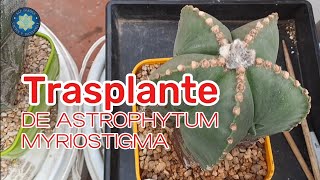 trasplantando Astropythun Myriostigma [upl. by Akahc]