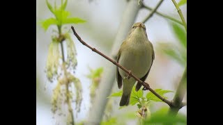 259 Budníček větší zpěv Phylloscopus trochilus Willow Warbler Fitis [upl. by Ateerys]