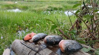 piranha cozida na beira do rio pescaria raiz [upl. by Jareb]