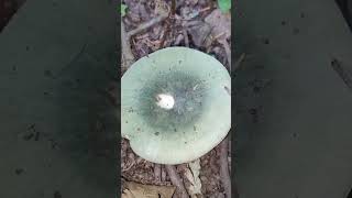 Green Russula mushroom shorts mushroom nature [upl. by Adia]