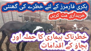 489Sudden death in GoatsSevere Attack on Goats [upl. by Miehar]