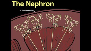 The Nephron [upl. by Akeemat]