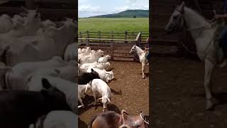 Apartação lá na Fazenda Sapucaia em Itacarambi  MG [upl. by Charmain595]