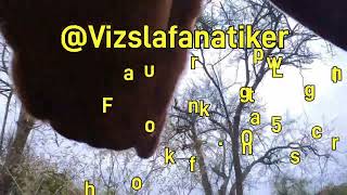 Vizsla Loki in Action puppy funny insta360 doglover dog dogs hund doglife adventure vizsla [upl. by Rahas2]