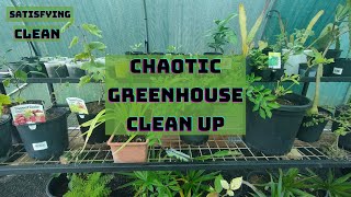 Green House Clean Up gardening project satisfying cleaning [upl. by Nolos]