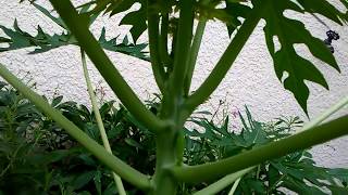 How to grow Papaya trees short and set fruits early  part 1 of 3 [upl. by Newlin]