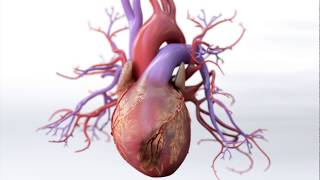 What is Coronary Artery Disease  Mechanism of Disease [upl. by Matejka]