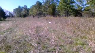 Camerons Quail Preserve Quail Hunting Preserve Tombigbee River Alabama [upl. by Cecily]