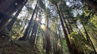 Exploring Muir Woods  Red Woods in California USA [upl. by Naujid]