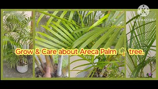 Grow amp Care about Areca palm 🌴 tree viralvideo garden indoorplants plantcare arecapalmcare [upl. by Notyalc217]