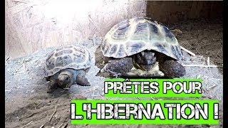 Mes TORTUES de terre vont devoir HIBERNER [upl. by Naasar]