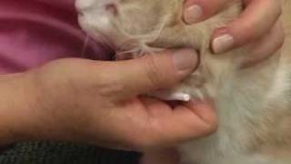 Applying Ear Medication to your pet [upl. by Tadeo]