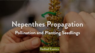 Nepenthes Propagation Pollination and Planting Seeds [upl. by Kaliski]