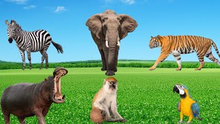 Wild Animal Sounds  Tiger Elephant Zebra Hippopotamus Parrot Monkey  Animal World [upl. by Ahsinwad]