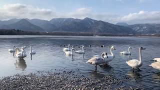 Whooper Swans at Lake Kussharo [upl. by Purpura309]