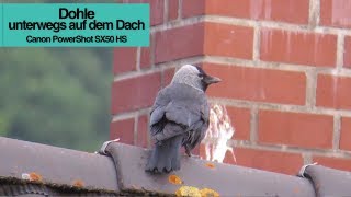 Dohle unterwegs auf dem Dach 🐦 [upl. by Ano]