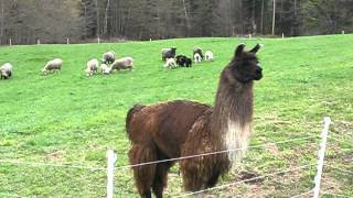 Llama Herding ORIGINAL [upl. by Kyne]