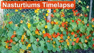 Tropaeolum Majus from Mr Fothergills Seeds Ltd [upl. by Boudreaux]