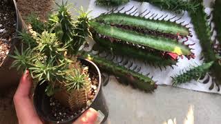 Euphorbia Propagation Projects [upl. by Oberg790]