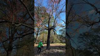 treecuttingservice foryou youtubeshorts live wood treeservice treeservicesnearme viralvideo [upl. by Penelopa920]