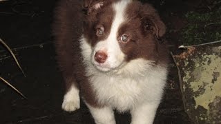 9 Week old Puppy Training Eska the Border Collie VLOGMAS [upl. by Ynnhoj707]