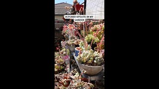 UPDATE IN MY SUCCULENT GARDEN October 2024 [upl. by Giarc]