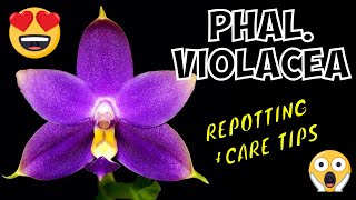 Phalaenopsis Violacea  Repotting and Care Tips [upl. by Aronle945]