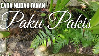 Tips Tanam dan Penjagaan POKOK PAKU PAKIS Sebagai Pokok Landskap dan Sayuran [upl. by Cordie]