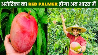 American Red Palmer Mango Full Information 🥭 Ravizone NurseryWala 🌿 [upl. by Bruckner]