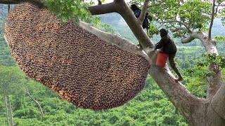 Primitive Technology Amazing Catch A Giant HoneyBee For Food On The Big Tree [upl. by Blalock68]