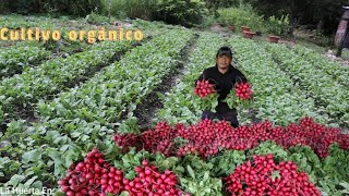 ASOMBROSO cultivo de RABANOS paso a paso siembra fertilización cosecha y hasta la salida al merca [upl. by Kcinomod]