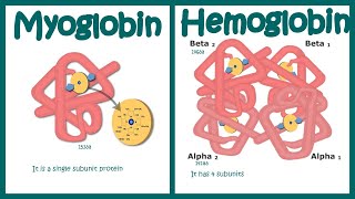 Hemoglobin vs Myoglobin [upl. by Ardis764]