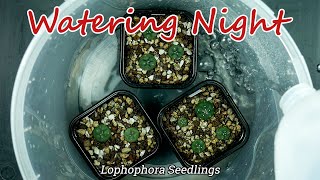 Watering Night Watering Lophophora seedlings from one of my grow boxes [upl. by Utham]