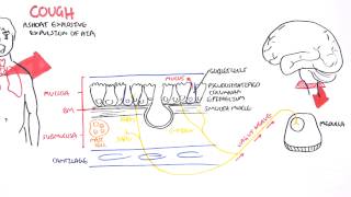 Physiology of Coughing [upl. by Orvas]