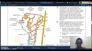 Excretion amp Homeostasis Pt 1  Kidneys [upl. by Korwun251]