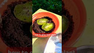 🥝 🥝 How to grow a kiwi plant from a seed🙏🙏🙏🙏🙏🙏🙏gardenplant youtubeshorts [upl. by Hayarahs]