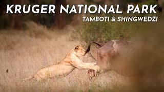 The Heart of Kruger National Park  Tamboti amp Shingwedzi [upl. by Vargas255]