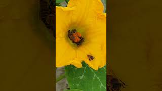 Bees collecting Honey from Flower bees honey  Pumpkin flower short [upl. by Thinia]