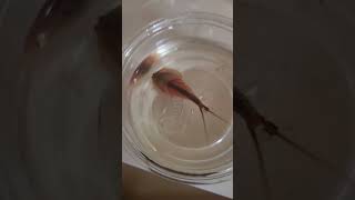 Triops day 30 triops aquarium [upl. by Pepper]