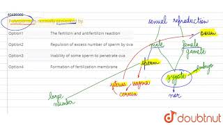 Polyspermy is normally prevented by [upl. by Assin603]