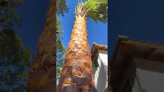 Sounds of planting a tree landscaping gardendesign palmtrees [upl. by Castor]