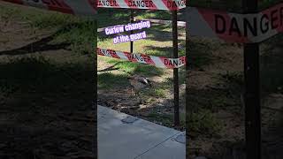 Curlews looking after their egg 🥚 nature curlew bird hatching [upl. by Llertak]